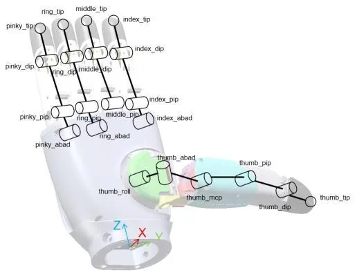 Esquema de articulaciones de dedos y pulgar